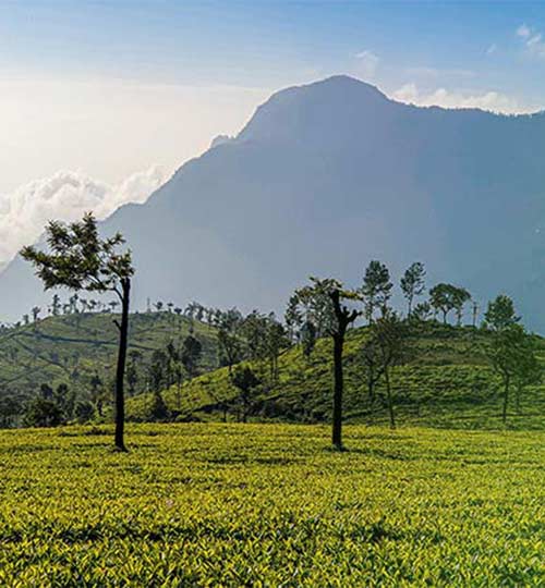 honeymoon packages from chennai to ooty with prices