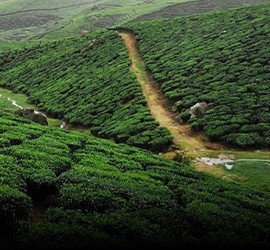 Affordable Ooty Tour Packages