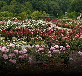 Ooty Tour Package Coonoor Visit