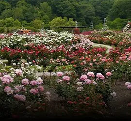 Ooty Tour Packages Coonoor Visit Ooty Tour Package Coonoor Visit
