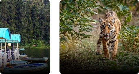 Ooty Trip Packages With Mudumalai Forest Sightseeing And Ooty Lake